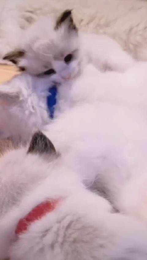 宠物卖萌中心